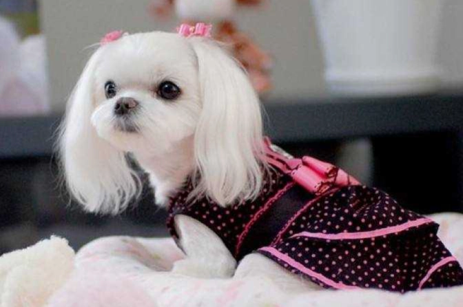 狗狗牙周病症狀