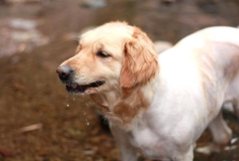 狗狗發抖 狗狗發抖