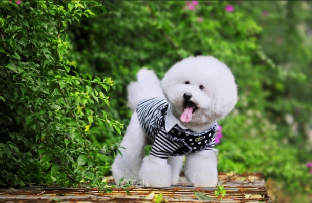 比熊犬美容護理