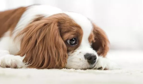 狗狗腸胃炎症狀