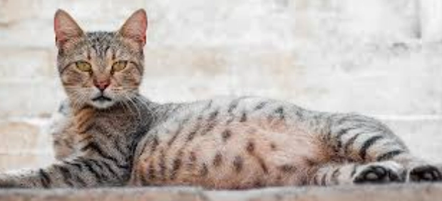 貓毛過敏症狀 貓毛過敏症狀