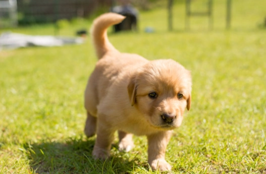 狗狗嘔吐黃色液體