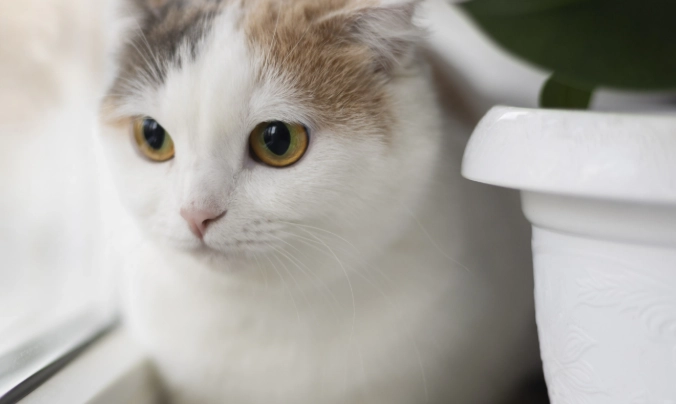 貓毛過敏治療 貓毛過敏治療