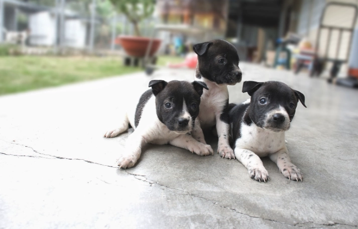 牛皮骨選購指南 牛皮骨選購指南