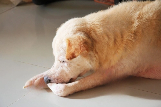 狗狗腸胃炎症狀