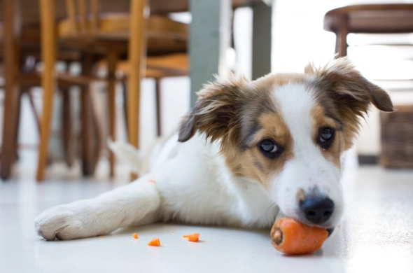 公狗絕育時機 公狗絕育時機