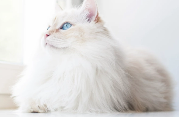 貓濕疹症狀 貓濕疹症狀