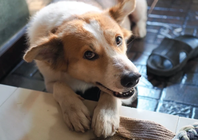 牛皮骨替代品 牛皮骨替代品