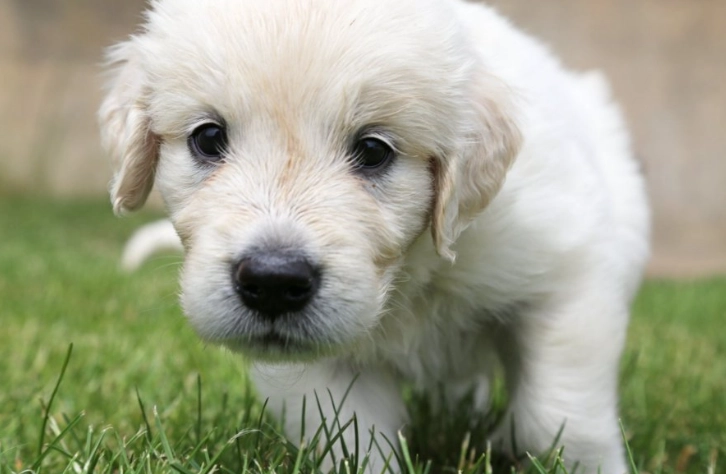 狗狗嘔吐黃色液體