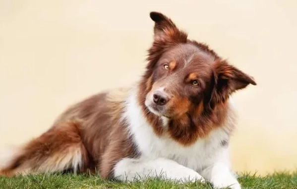 狗狗牙結石軟化劑