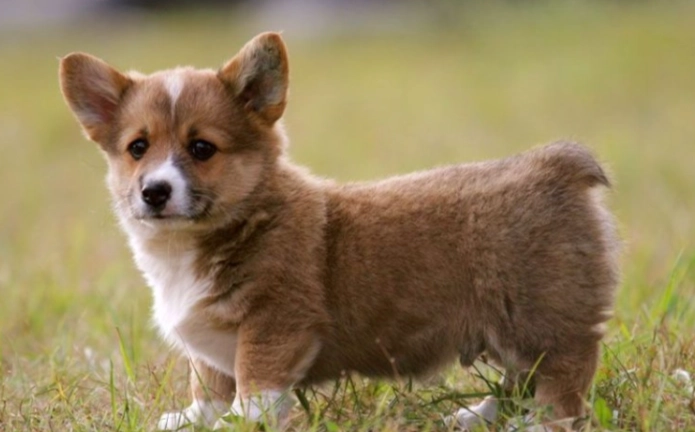 狗狗牙周病症狀