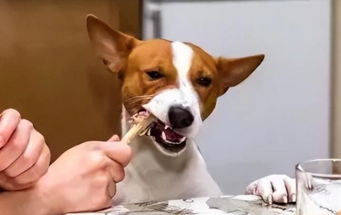 老狗發情健康風險