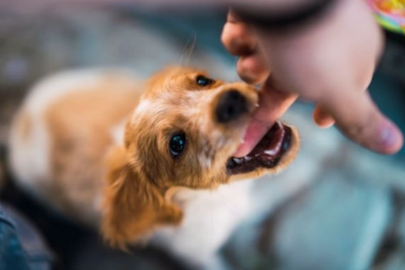 狗狗信任的跡象