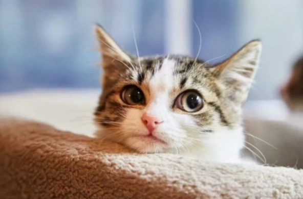 貓吐粉紅色液體 貓吐粉紅色液體