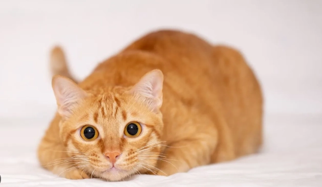 貓肛腺阻塞原因