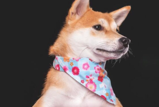 狗狗牙結石清除工具