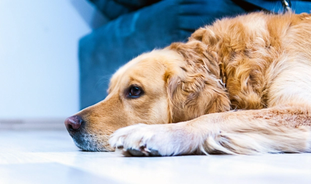 狗狗乳腺瘤保守治療