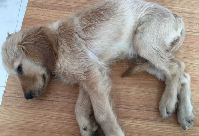 狗狗乳腺瘤保守治療