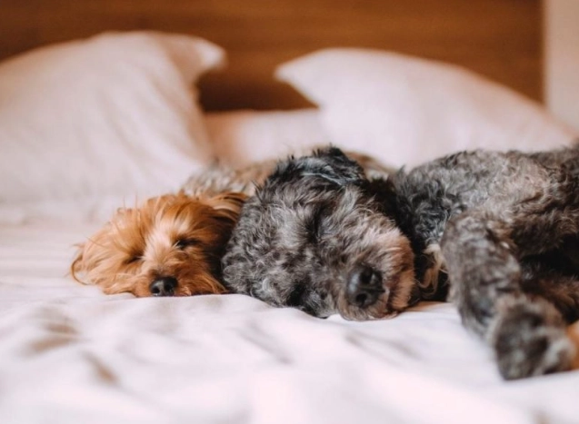 老年狗泌尿問題