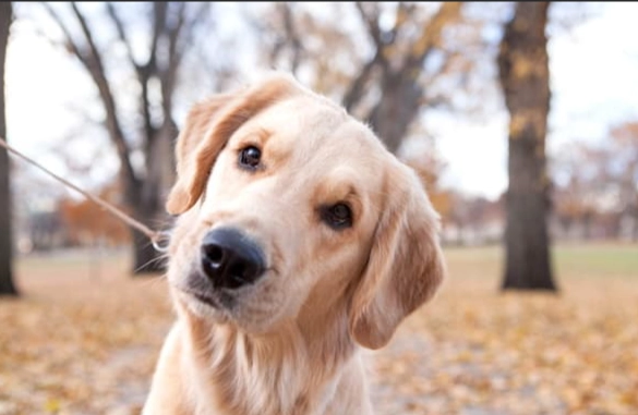 狗狗吐胃酸 狗狗吐胃酸