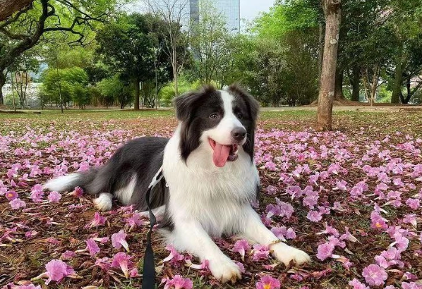澳大利亞牧羊犬 特性