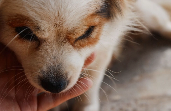 狗狗魚腥味口臭原因