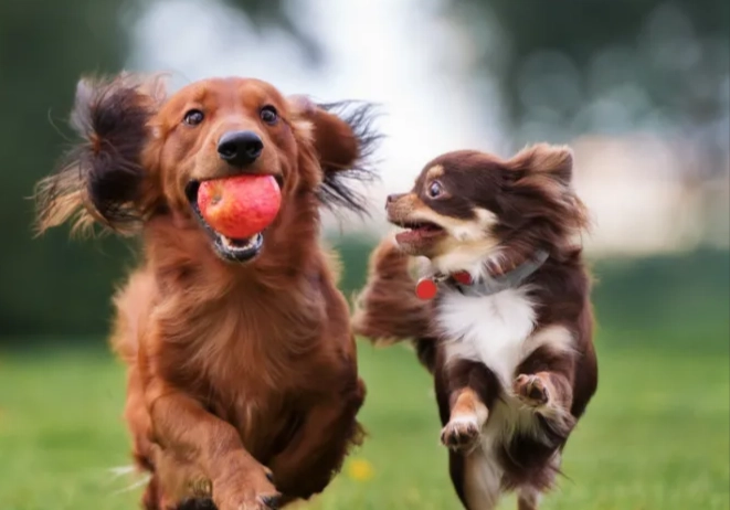 狗脂肪瘤治療 狗脂肪瘤治療