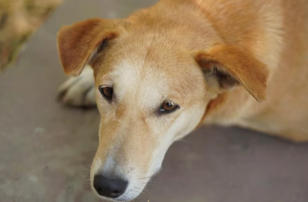 狗口水直流怎麼辦