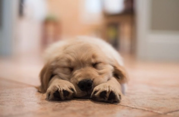 狗狗拉肚子原因