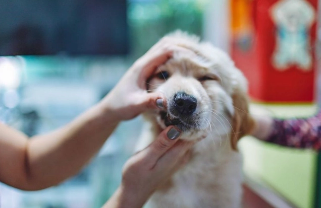 狗狗不喜歡被摸哪裡