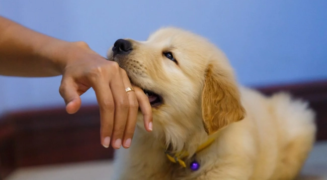 如何讓狗狗信任你