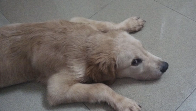 狗狗乳腺肿瘤症状 狗狗乳腺肿瘤症状