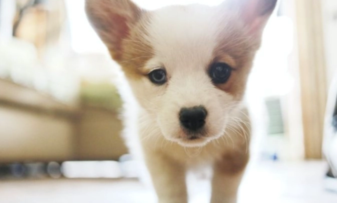 狗狗前庭神經炎治療