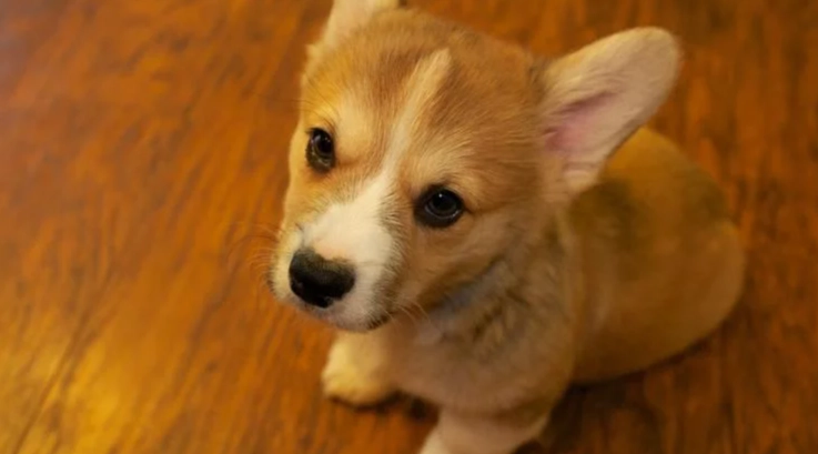 前庭神經炎 康復時間