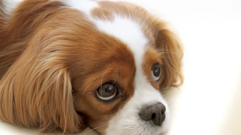 雞骨頭對狗危險 雞骨頭對狗危險