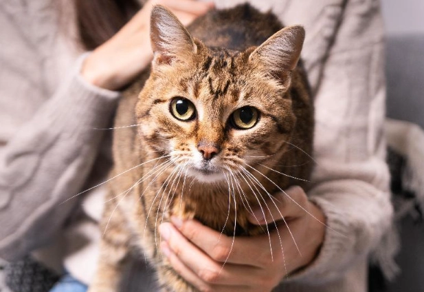 米克斯貓咪 領養