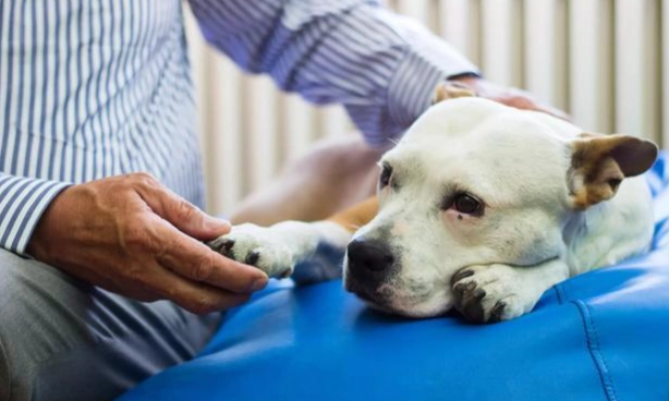 狗狗心臟病護理 狗狗心臟病護理