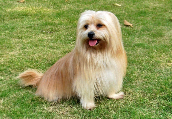 狗口水直流怎麼辦