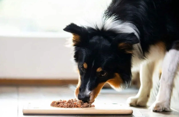 狗牙齒鬆動要拔嗎