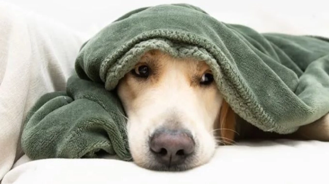 狗狗結紮蛋蛋還在