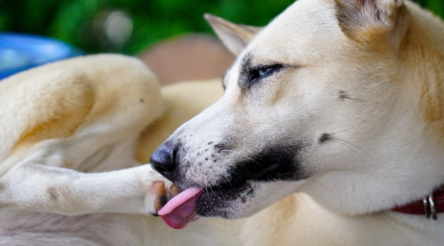 老年犬洗牙費用