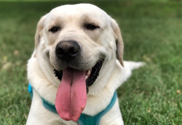 在家清狗牙結石