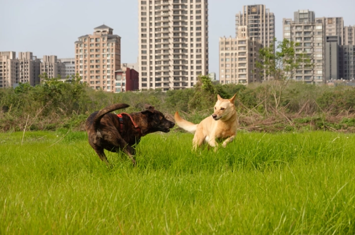 如何讓狗狗喜歡陌生人