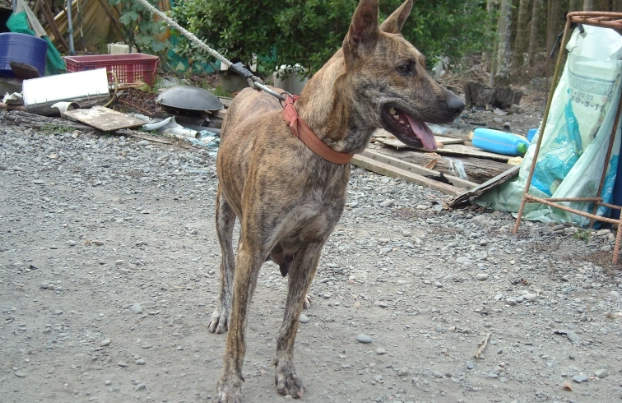 狗狗吃骨頭 症狀 狗狗吃骨頭 症狀