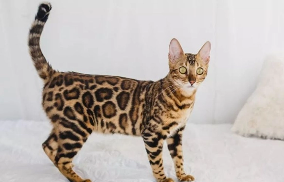 新手養貓注意事項