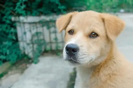 狗狗泌尿系統藥物