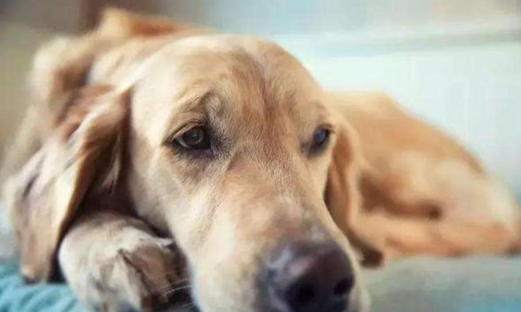 狗狗乳腺瘤飲食