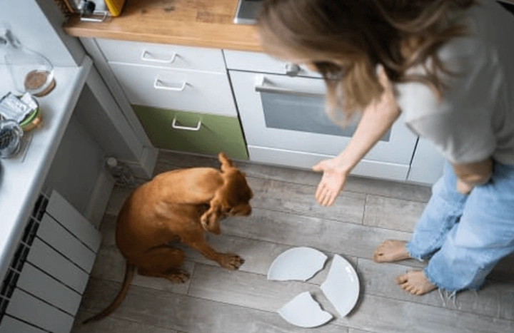 狗狗做錯事怎麼辦