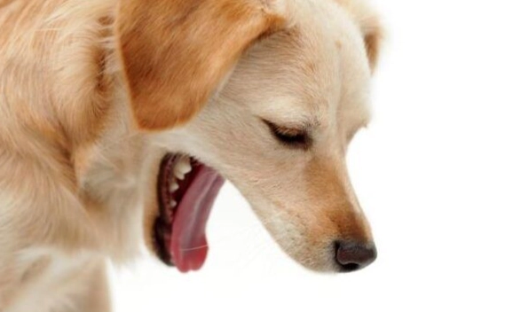 貴賓狗老年照顧 貴賓狗老年照顧