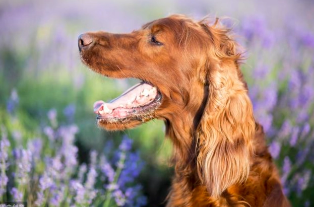 狗狗流口水 狗狗流口水